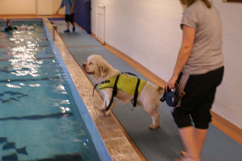 DogSpa_16_Oct_2009_Bono