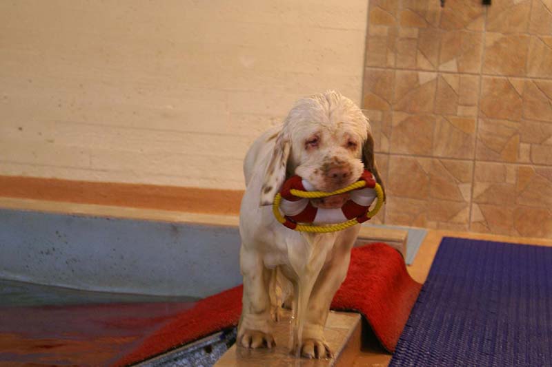 DogSpa_16_Oct_2009_Bumbaa_b