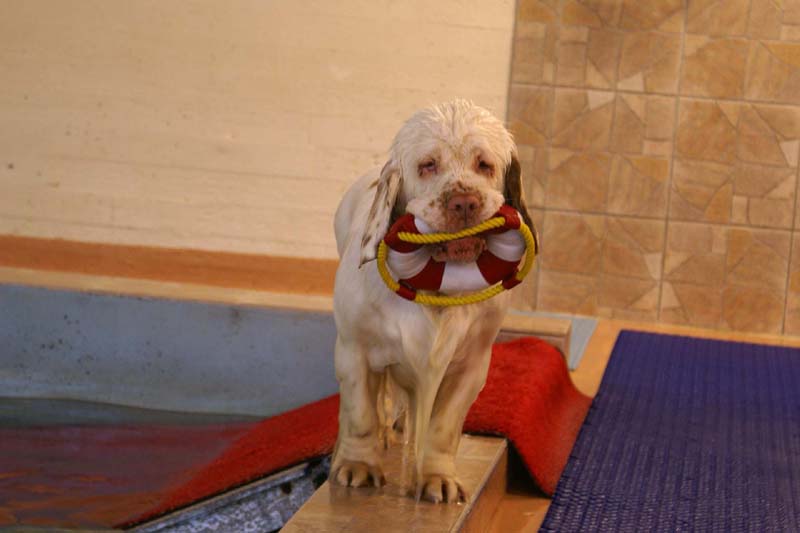 DogSpa_16_Oct_2009_Bumbaa_c