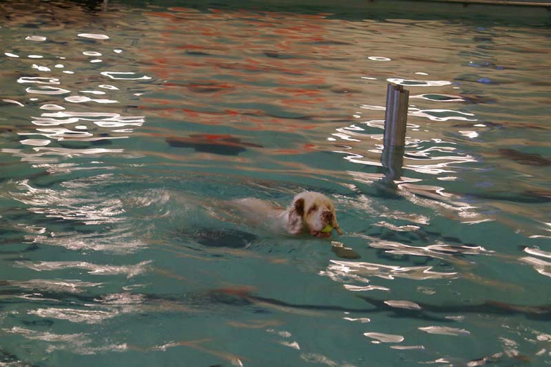 DogSpa_16_Oct_2009_Cotton_c