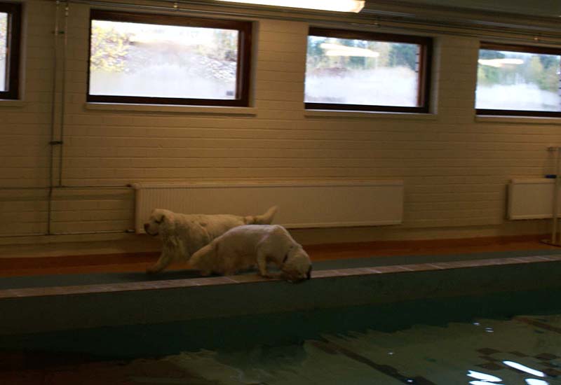 DogSpa_16_Oct_2009_Crisse_Xavier