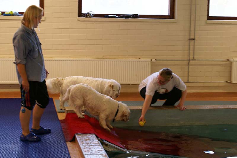 DogSpa_16_Oct_2009_Crisse_Xavier_b