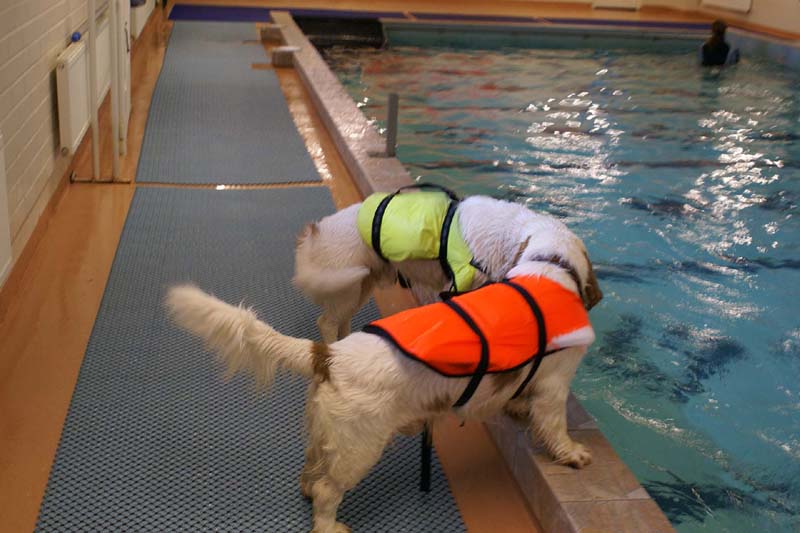 DogSpa_16_Oct_2009_Eddie_Bono