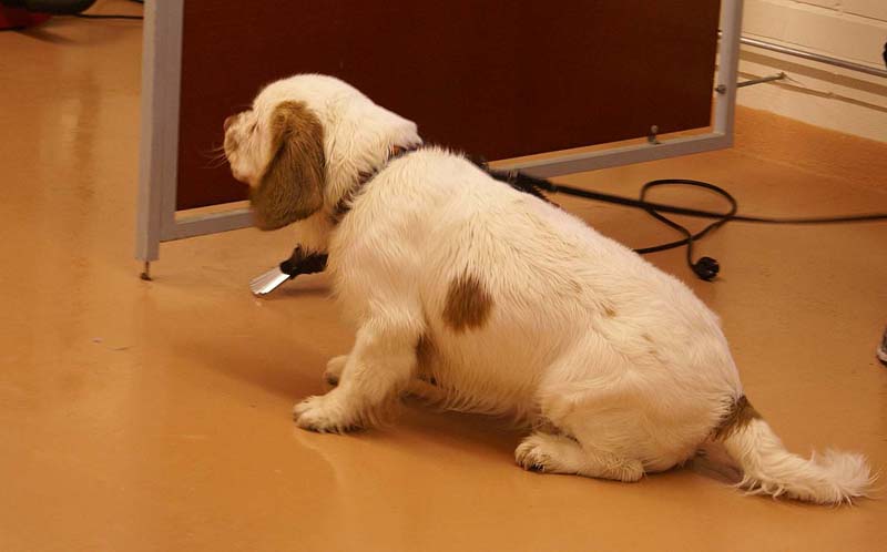 DogSpa_16_Oct_2009_Eddie_f