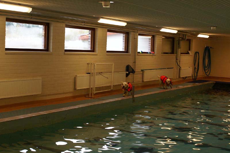 DogSpa_16_Oct_2009_Hilla_Eddie_b