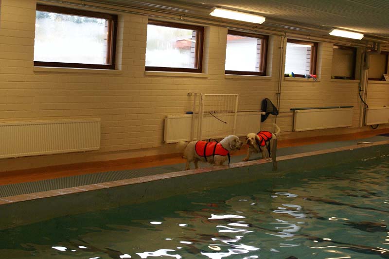 DogSpa_16_Oct_2009_Hilla_Eddie_c