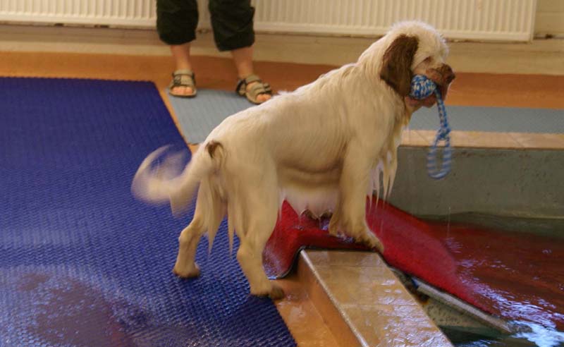 DogSpa_16_Oct_2009_Sisu