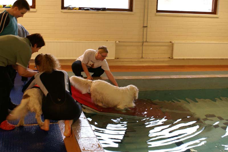 DogSpa_16_Oct_2009_Xavier