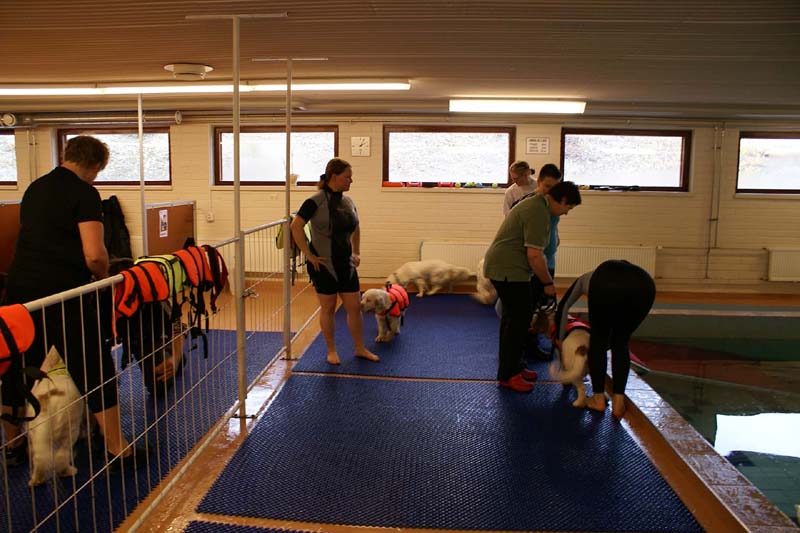 DogSpa_16_Oct_2009_b