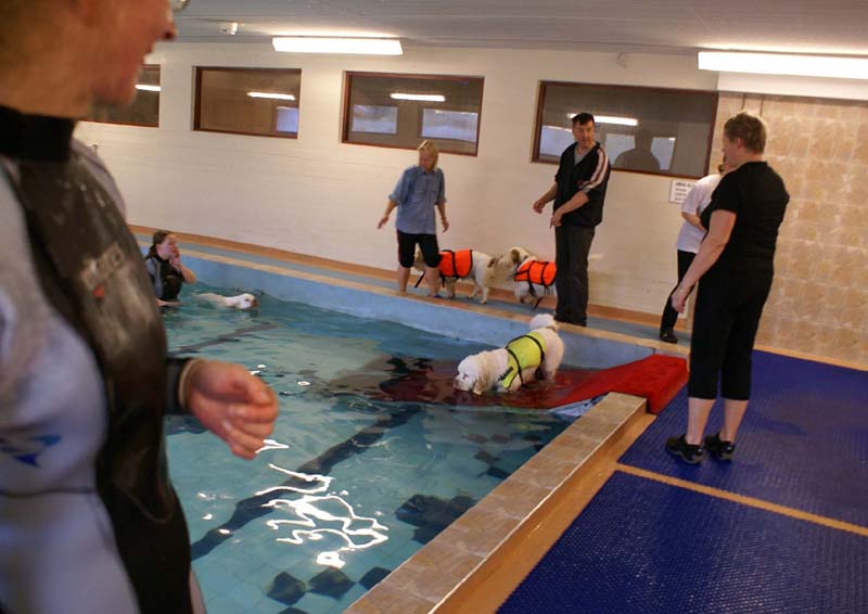 DogSpa_16_Oct_2009_c