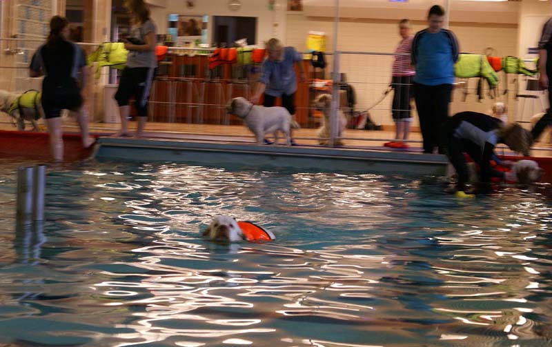 DogSpa_16_Oct_2009_e