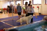 DogSpa_16_Oct_2009_Xavier_c