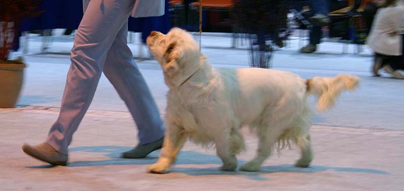 SSL19_Oct_2008_BumbaaMedvediSmecka_e