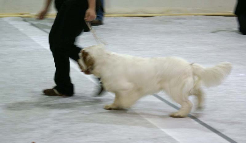 SSL19_Oct_2008_ST_SnowGo_BestInShow4_Puppy_c