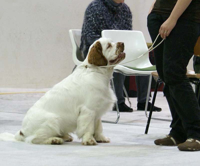 SSL19_Oct_2008_ST_SnowGo_BestInShow4_Puppy_e