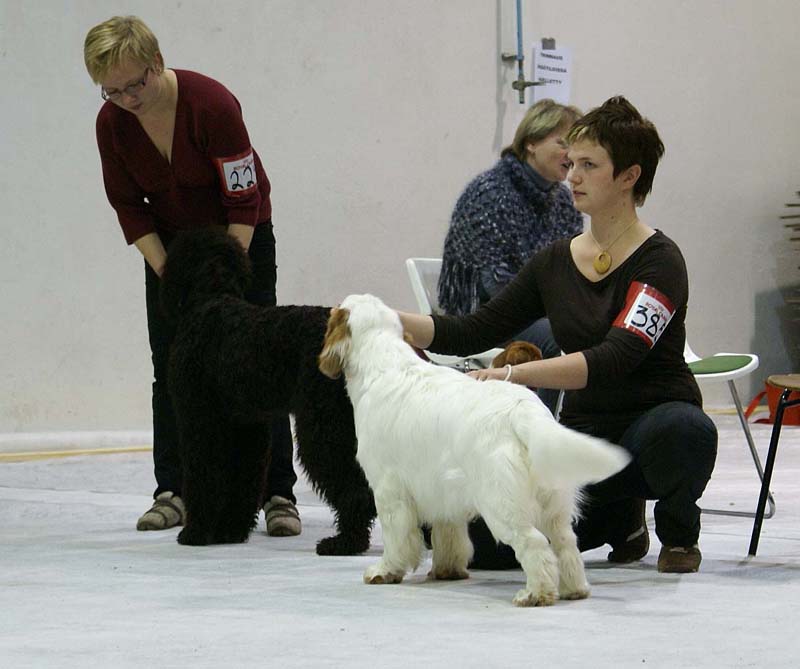 SSL19_Oct_2008_ST_SnowGo_BestInShow4_Puppy_h