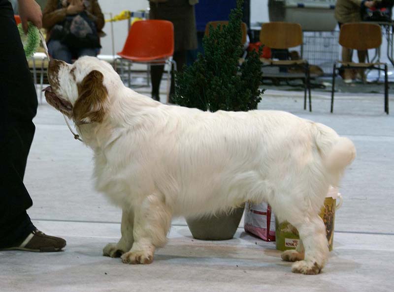 SSL19_Oct_2008_ST_SnowGo_BestInShow4_Puppy_m