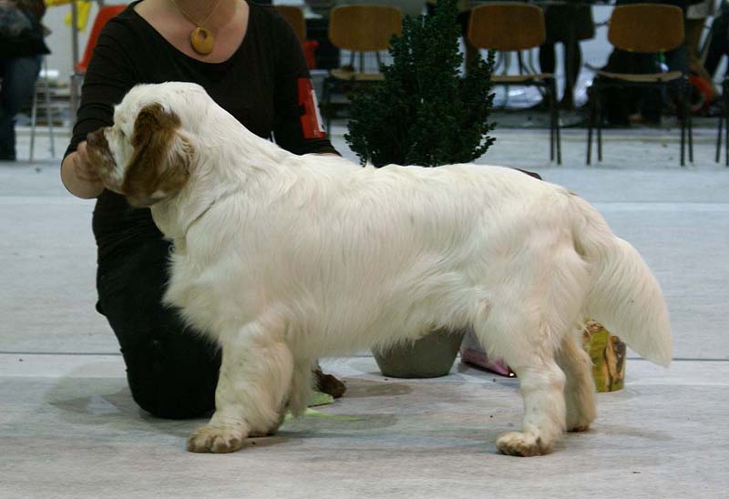 SSL19_Oct_2008_ST_SnowGo_BestInShow4_Puppy_q