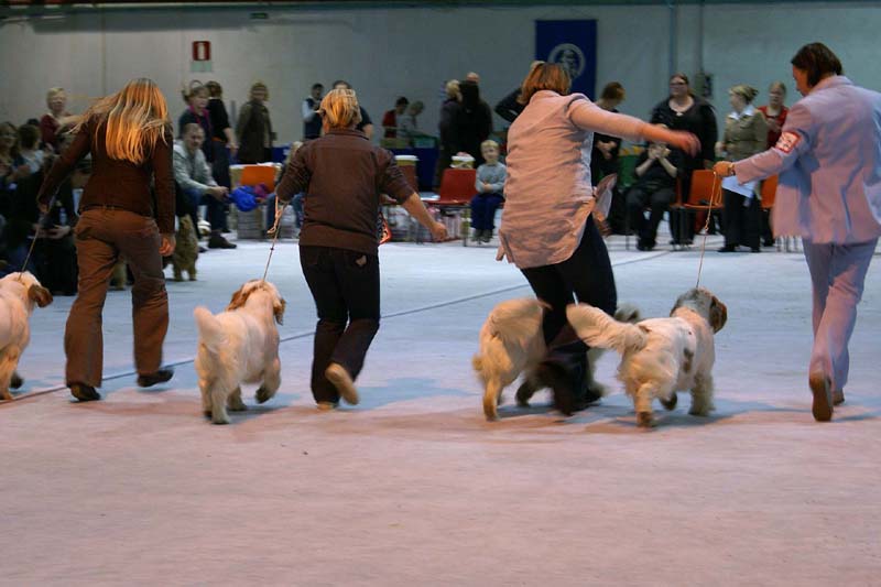 SSL19_Oct_2008_SpiceTwice_BreedersGroup_j