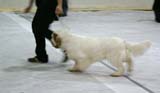 SSL19_Oct_2008_ST_SnowGo_BestInShow4_Puppy_c