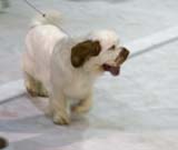 SSL19_Oct_2008_ST_SnowGo_BestInShow4_Puppy_g