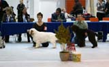 SSL19_Oct_2008_ST_SnowGo_BestInShow4_Puppy_i
