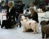 SSL19_Oct_2008_ST_VIkingHakon_BestInShow4_c