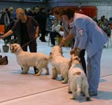 SSL19_Oct_2008_SpiceTwice_BreedersGroup