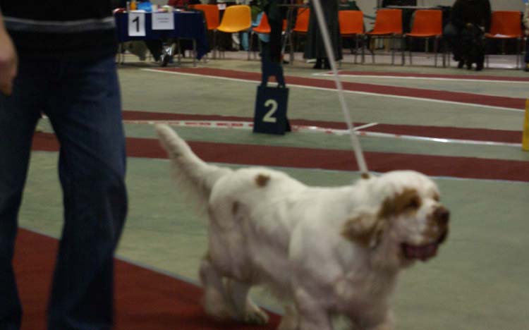 1_JuniorClassMales_Hupi_f