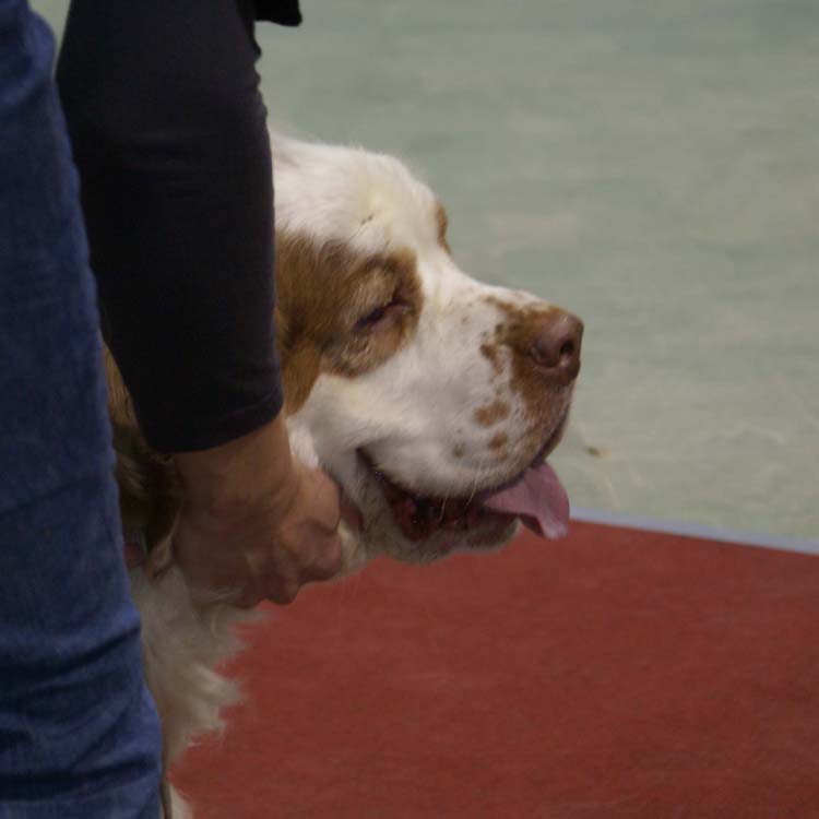 4_ChampionClassMales_Rocky_h