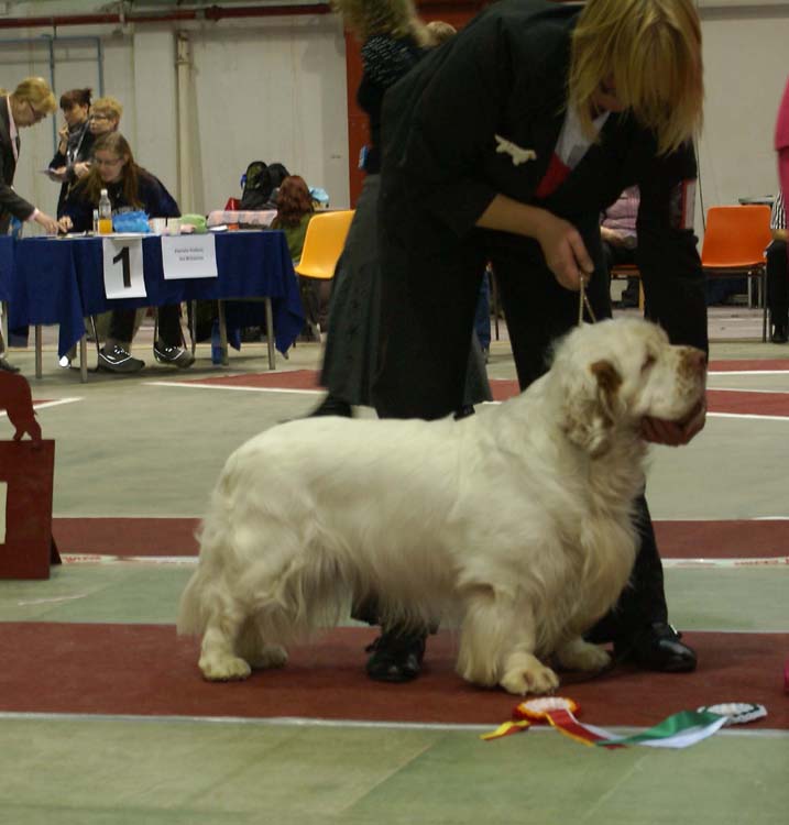 9_Best_of_Breed_Vito_d