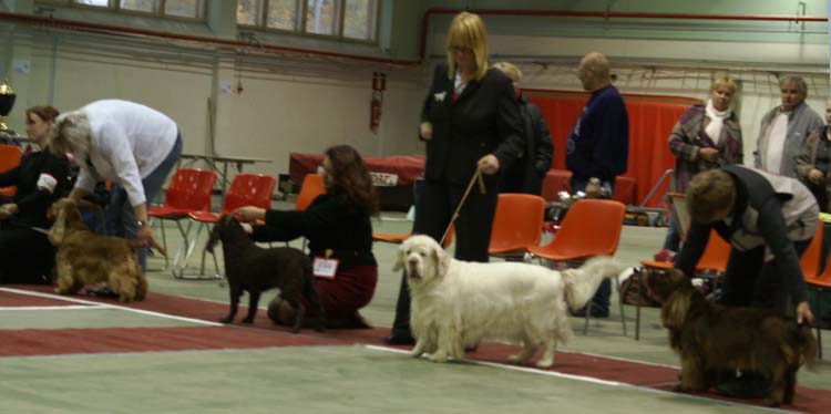 9_Best_of_Opposite_Sex_BISring_Bumbaa_b