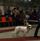 0_PuppyClassBitch_Diabf_CanCan_d