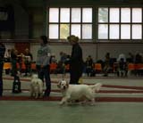 1_JuniorClassMales_Buhwu_SLTrastevere