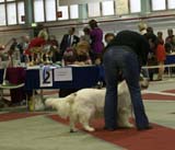 4_ChampionClassMales_Rocky_d