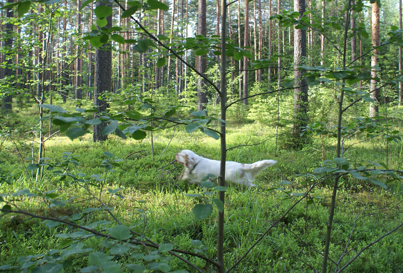 hunting_training_June2012_b_Keke_b