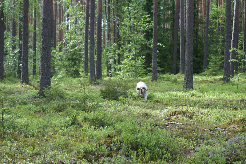 hunting_training_June2012_b_Kerkko_b