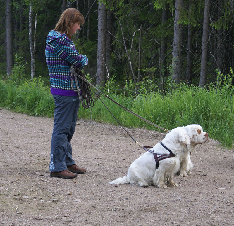 hunting_training_June2012_b_Kojo_Petunia
