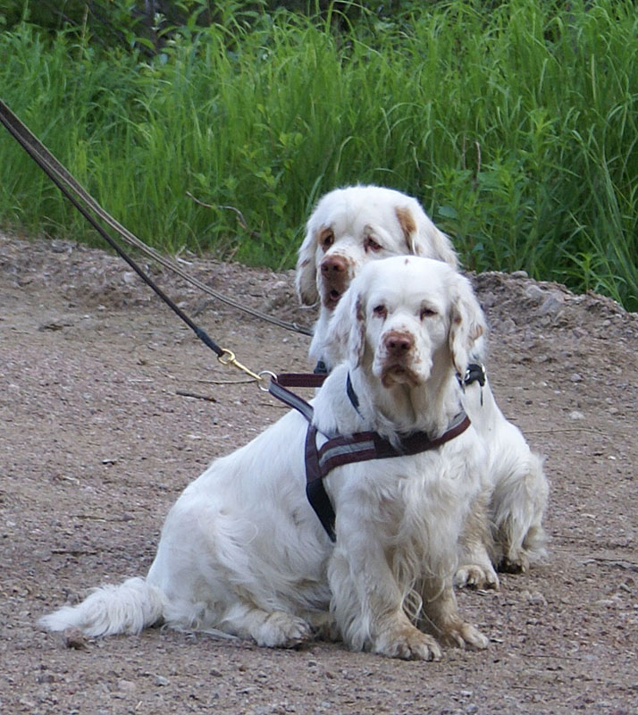 hunting_training_June2012_b_Kojo_Petunia_c