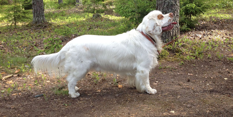 hunting_training_June2012_b_Kojo_c