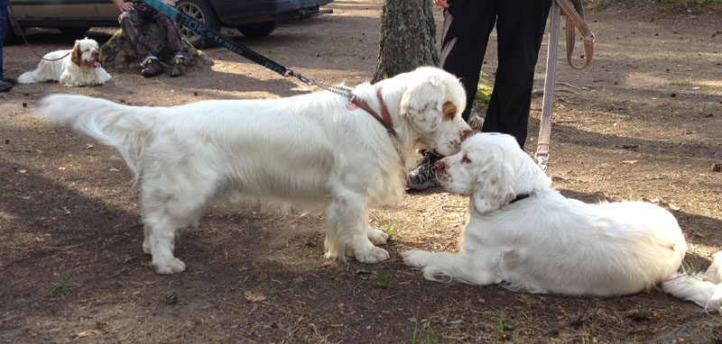 hunting_training_June2012_b_Kojo_h