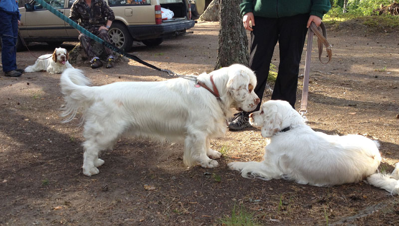 hunting_training_June2012_b_Kojo_i