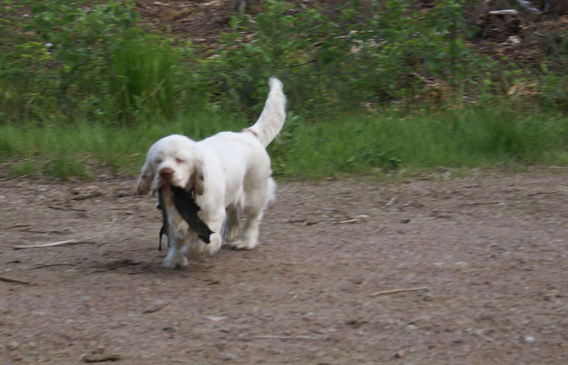 hunting_training_June2012_b_Kossi_a