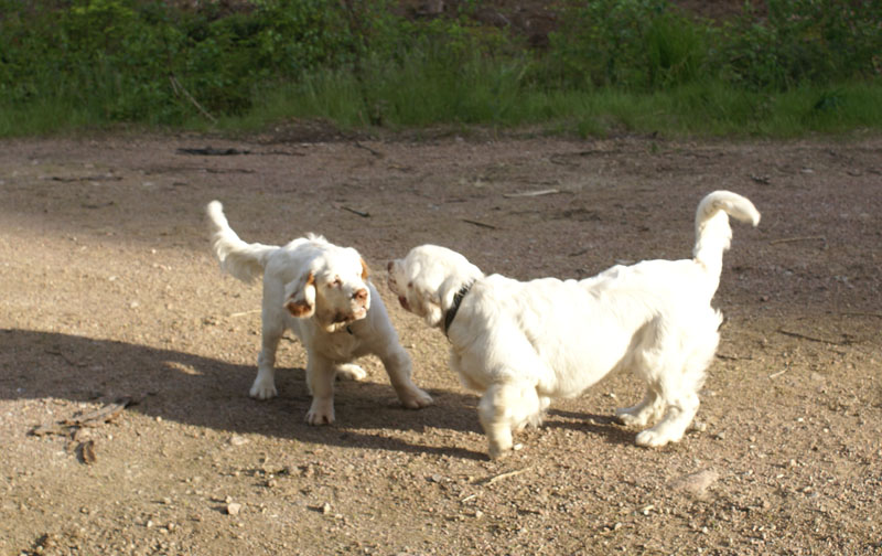 hunting_training_June2012_b_Sisi_Kossi_a