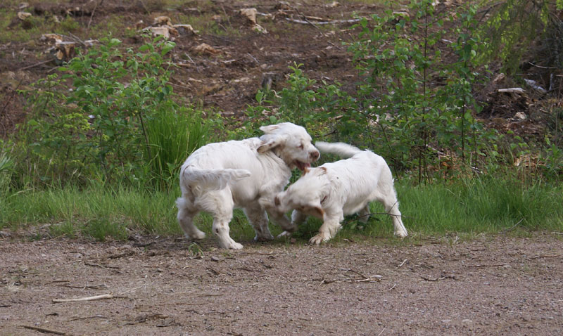 hunting_training_June2012_b_Sisi_Kossi_c