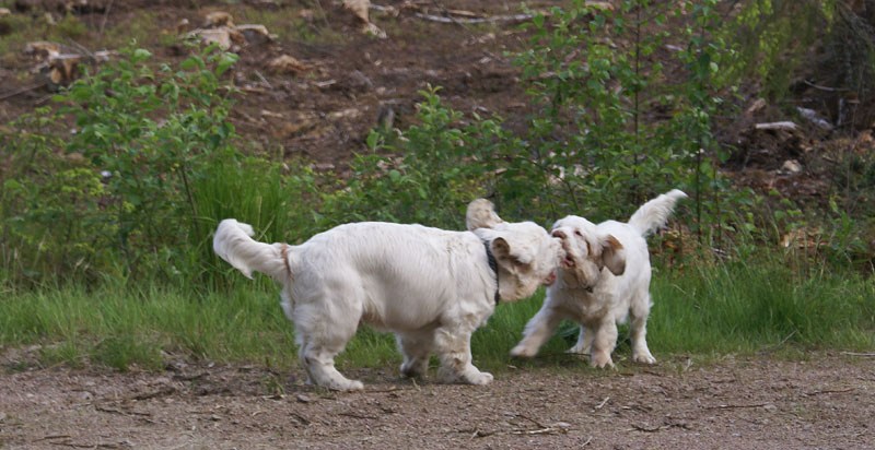 hunting_training_June2012_b_Sisi_Kossi_d