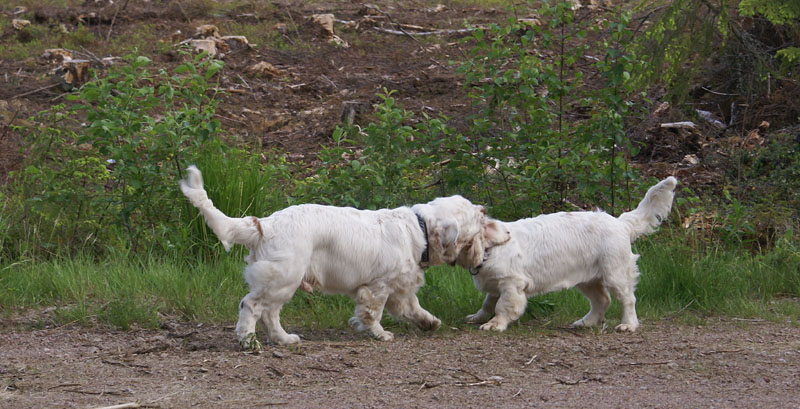 hunting_training_June2012_b_Sisi_Kossi_e