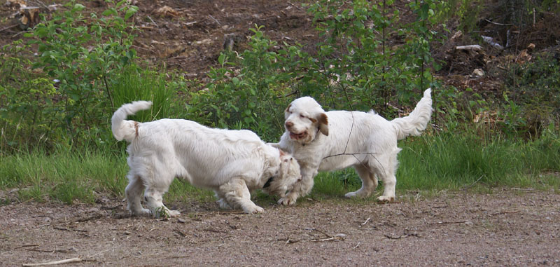 hunting_training_June2012_b_Sisi_Kossi_f