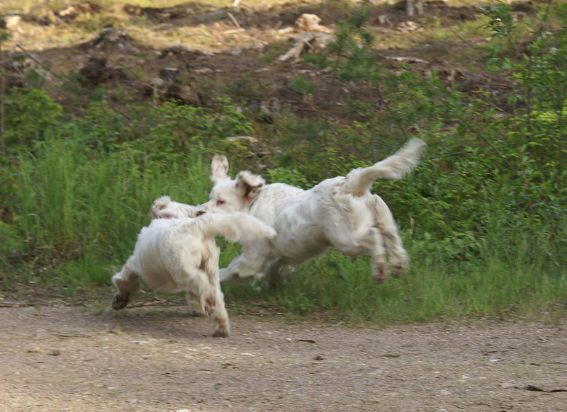 hunting_training_June2012_b_Sisi_Kossi_g