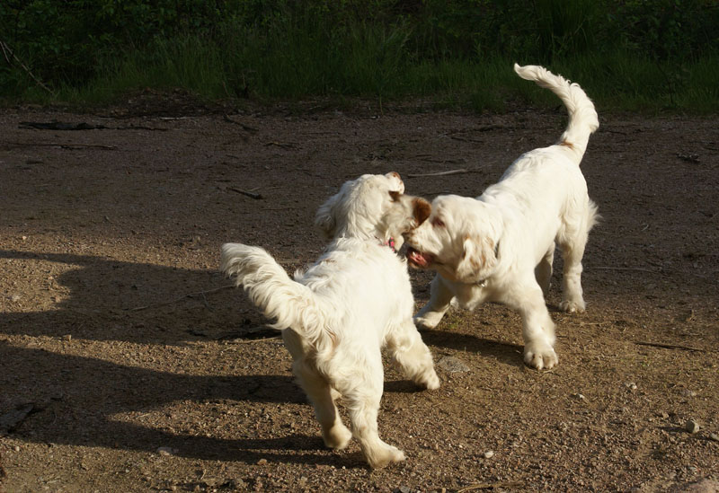 hunting_training_June2012_b_Sisi_Kossi_h